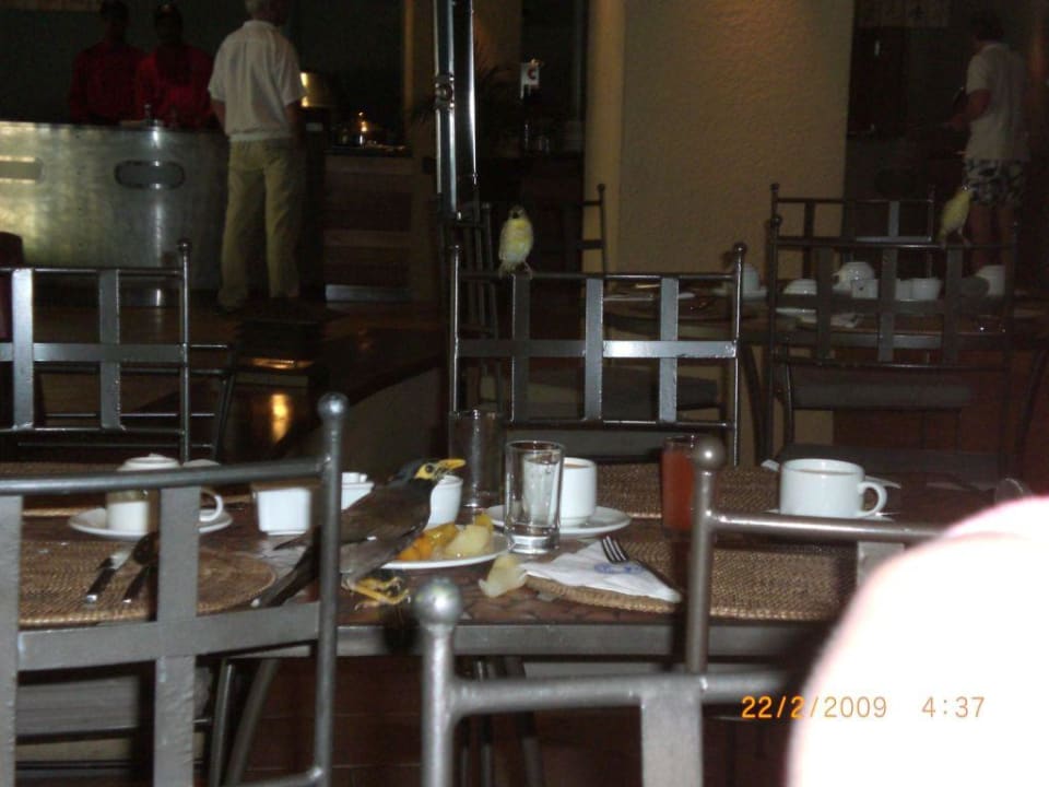 Mitesser beim Frühstück Mauricia Beachcomber Resort & Spa