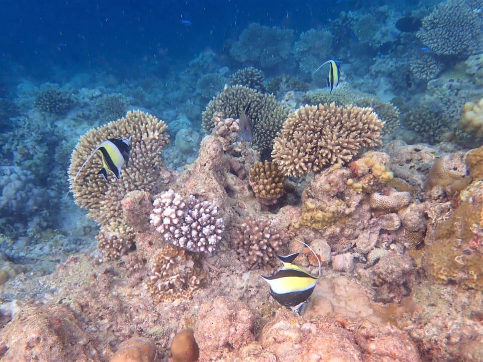 Sport & Freizeit Filitheyo Island Resort