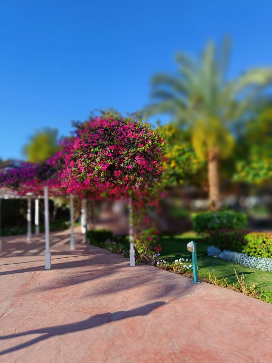 Gartenanlage Desert Rose