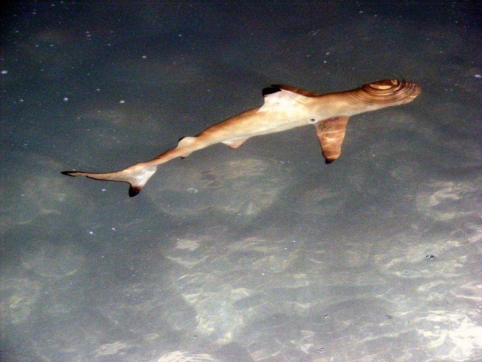 Hai am Strand circa 1 Meter Summer Island Maldives