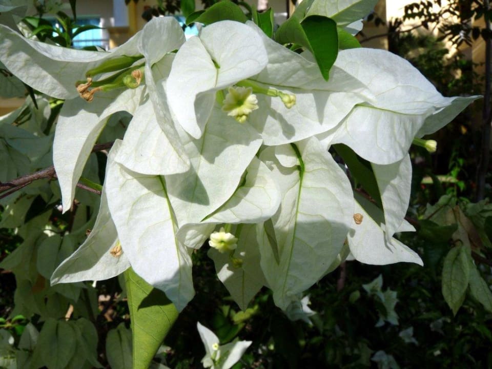 Blume vor unserem Bungalow Wyndham Alltra Samana