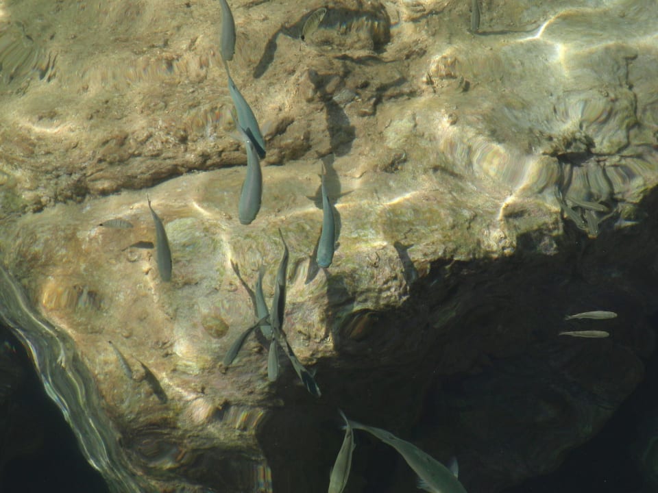 Glasklares Wasser mit vielen Fischen Iberostar Waves Creta Panorama & Mare