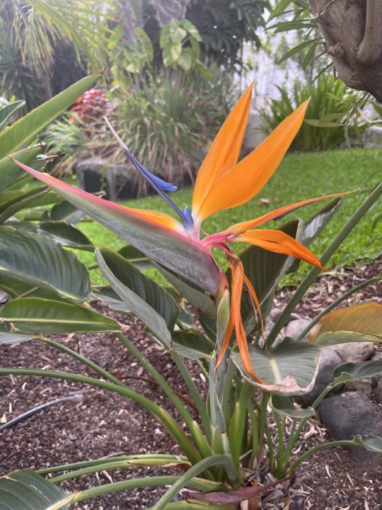 Gartenanlage allsun Hotel Lucana