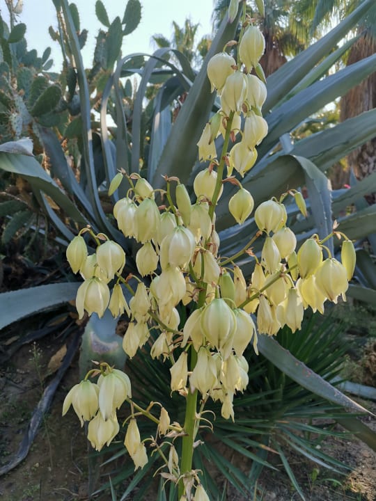 Gartenanlage VONRESORT Golden Coast