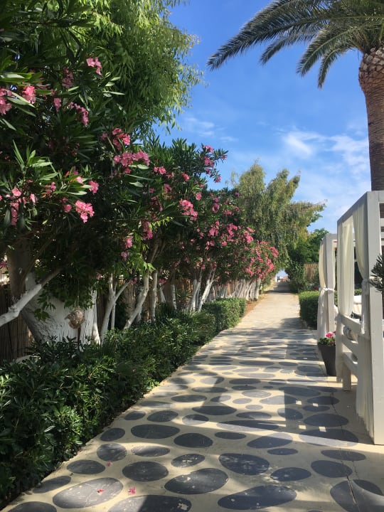 Gartenanlage Drossia Palms Hotel - Apartments