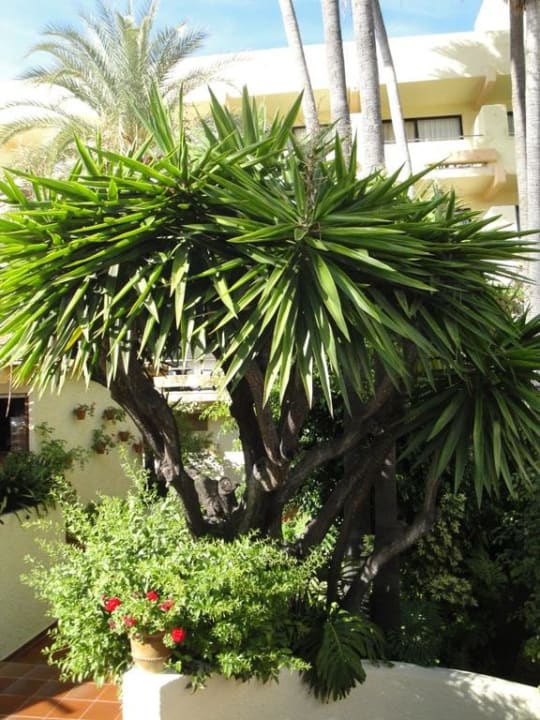 Ogród BLUESEA Al Andalus