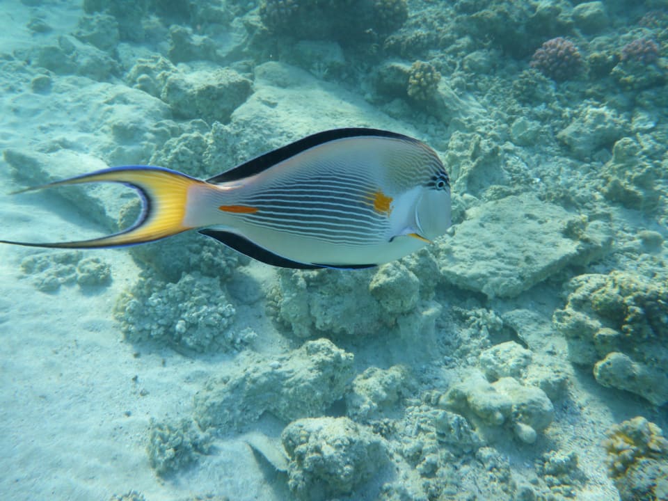 Sport & Freizeit Hilton Marsa Alam Nubian Resort