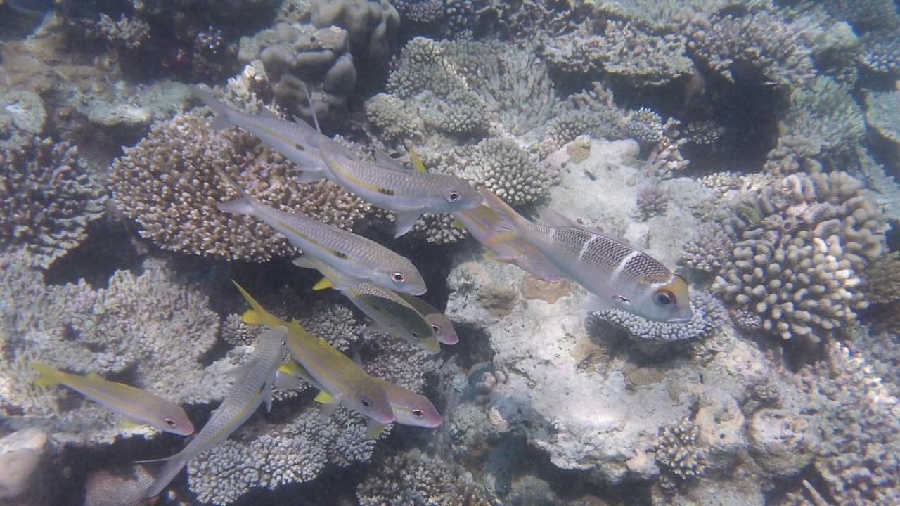 Hausriff Eri Maldives