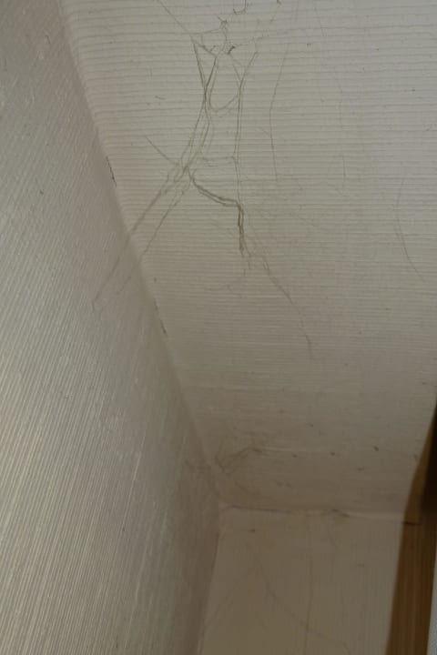 Spinnweben mit Nestern hinter den Vorhängen Flair Hotel Weinstube Lochner