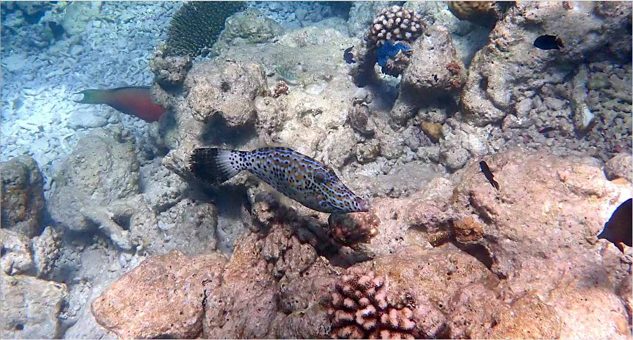 Sonstiges Vilamendhoo Island Resort & Spa