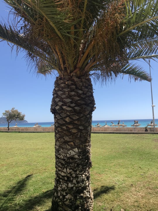 Ausblick Hipotels Dunas Cala Millor