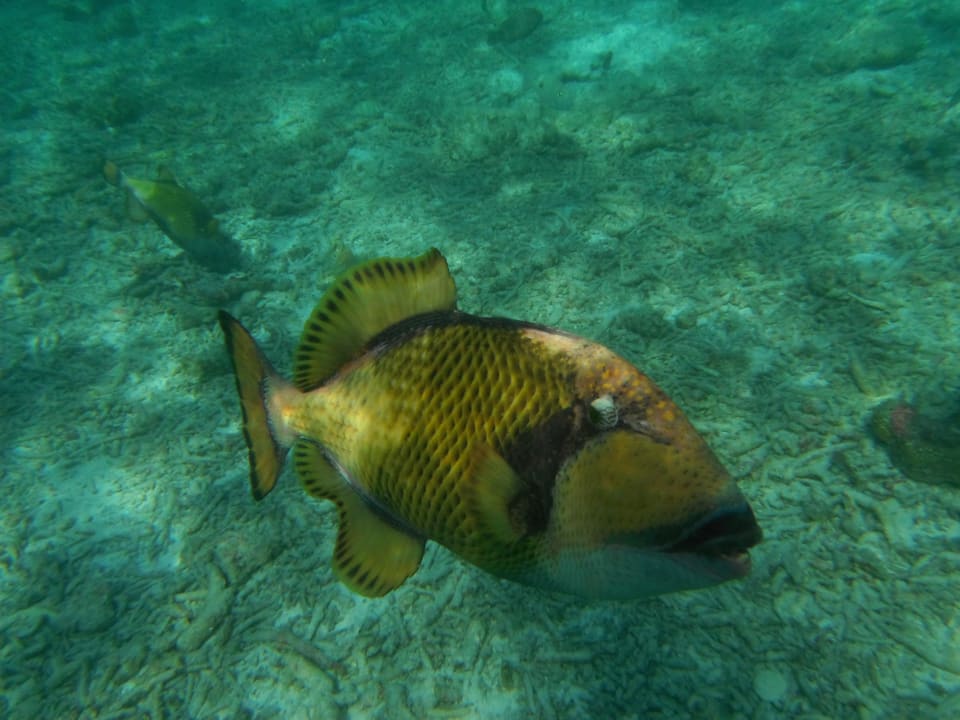 Unterwasserleben Adaaran Club Rannalhi - All Inclusive