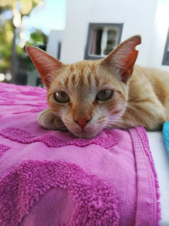 Sonstiges Apartamentos LIVVO Morromar