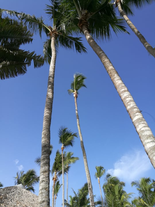 Gartenanlage Hotel Viva Dominicus Beach by Wyndham - All Inclusive Resort