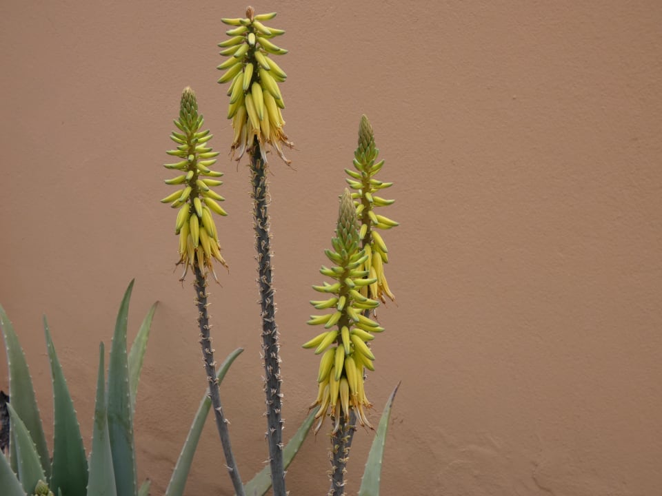 Gartenanlage Bakour Fuerteventura La Pared