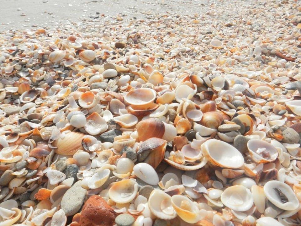 So viele Muscheln  Hotel El Mouradi Cap Mahdia