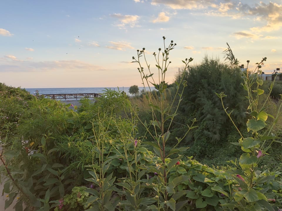 Gartenanlage Hotel South Coast