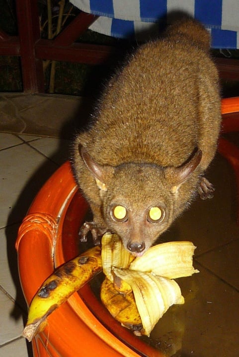Abendlicher Besucher - Buschbaby Neptune Village Beach Resort & Spa
