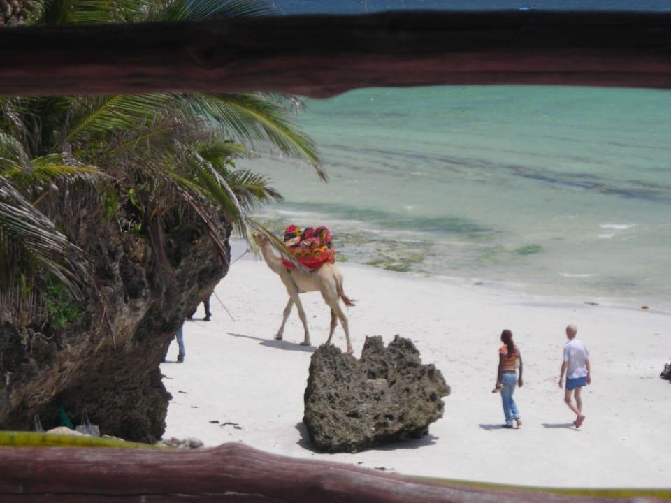 Ausritt gefällig? Bahari Beach Hotel