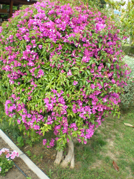 Schön Saphir Resort & Spa