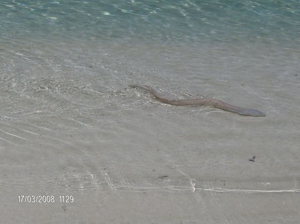 Muräne Summer Island Maldives