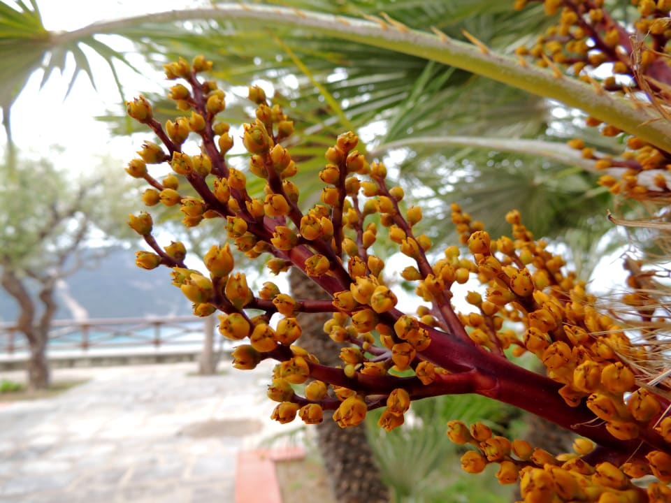 Gartenanlage Hotel Terme Royal Palm