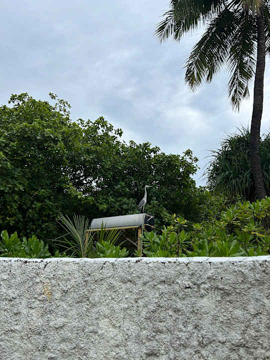 Zimmer Kuredu Island Resort & Spa