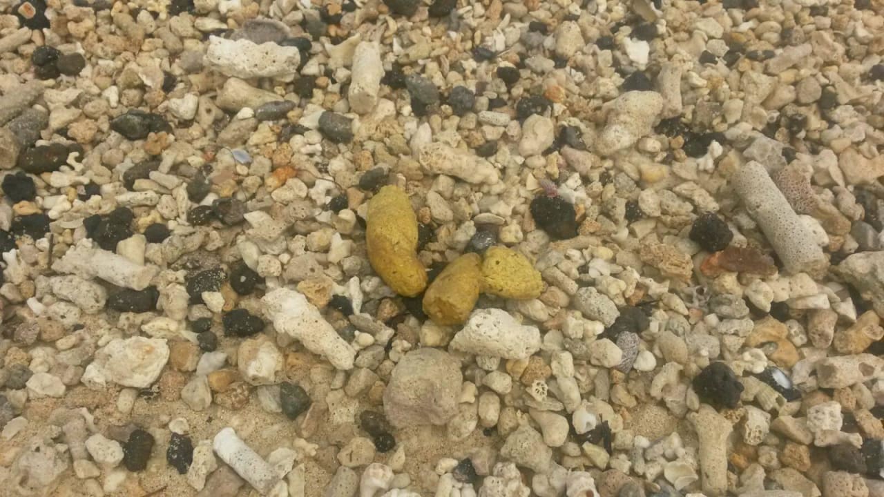 Hundekot am Strand Veranda Pointe aux Biches Hotel