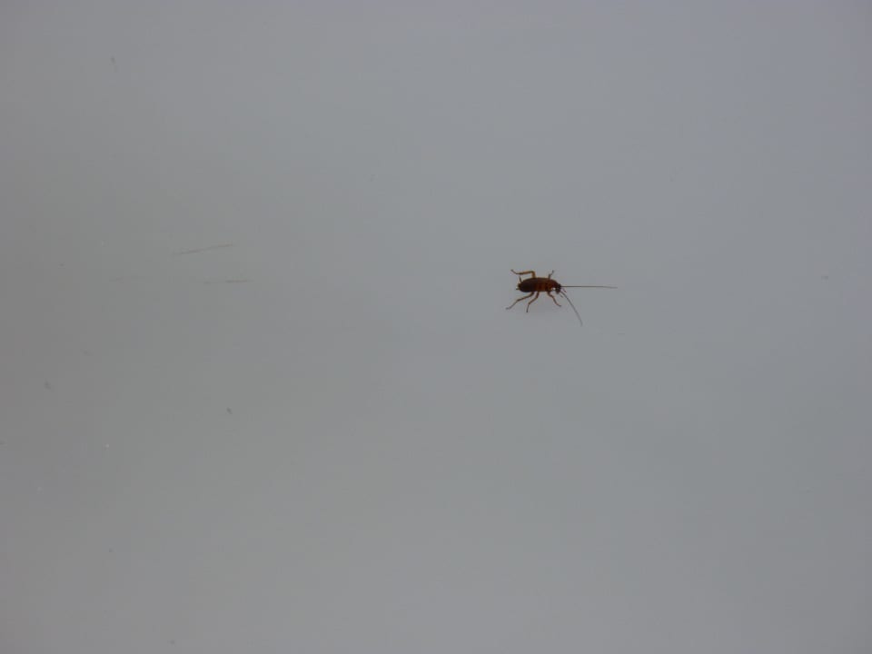 Kakerlake in Badewanne Memories Miramar Havana