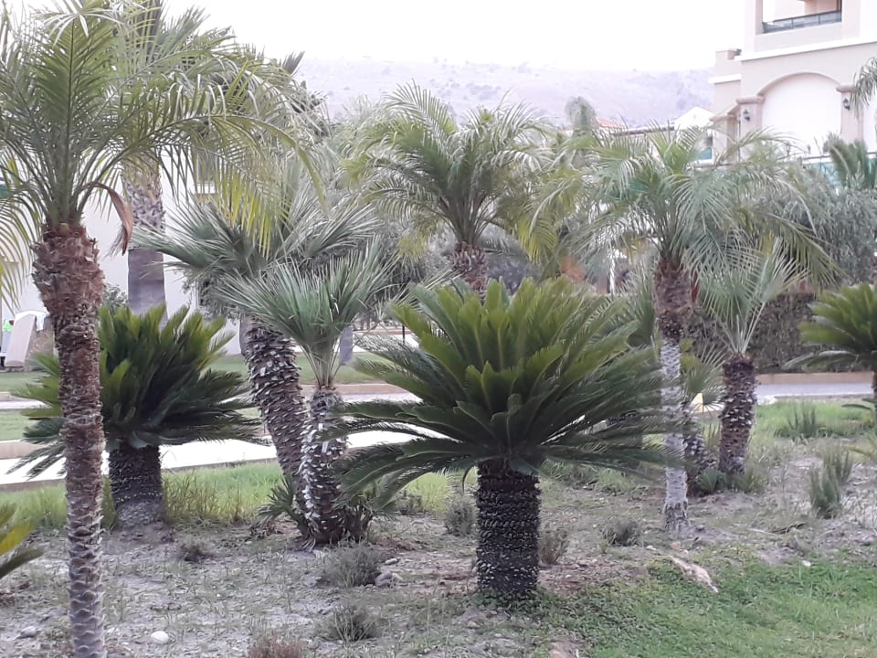 Gartenanlage Lindos Princess Beach Resort & Spa