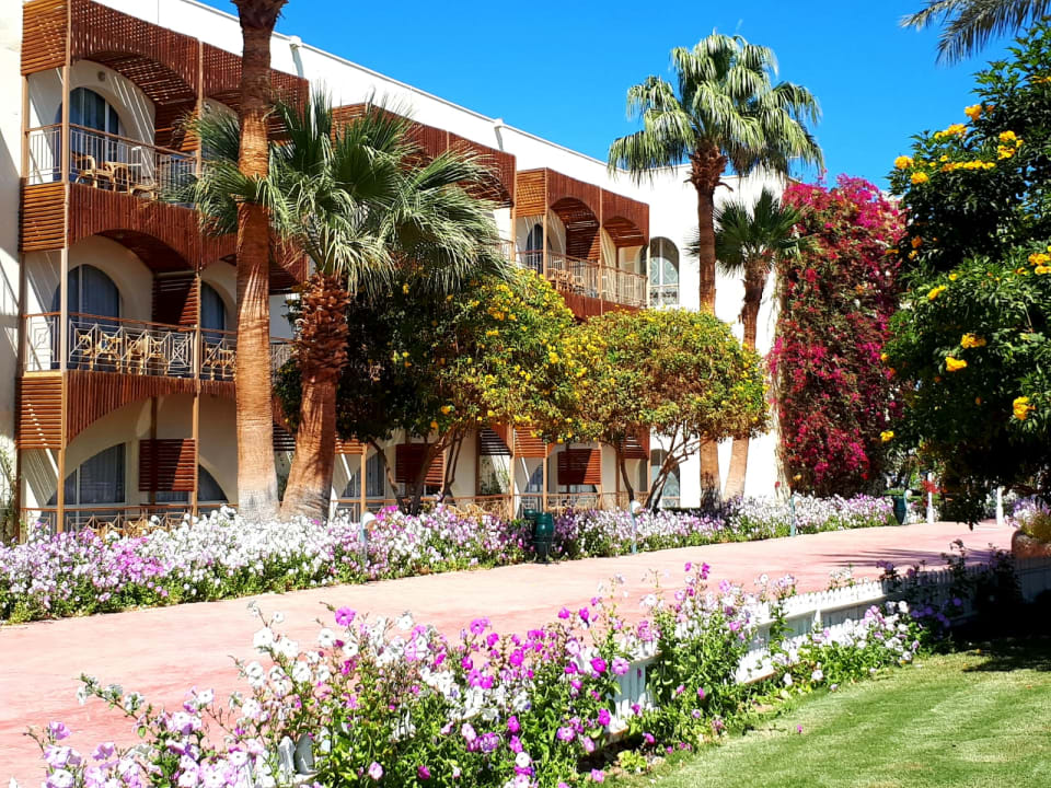 Gartenanlage Desert Rose