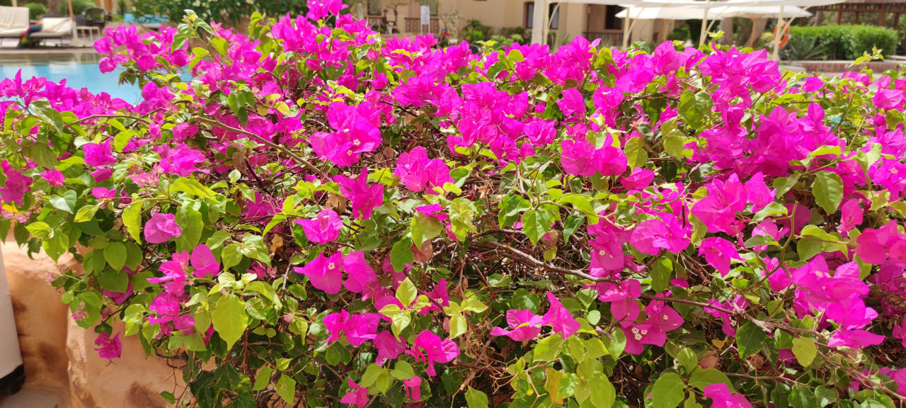 Gartenanlage Steigenberger Coraya Beach - Adults only