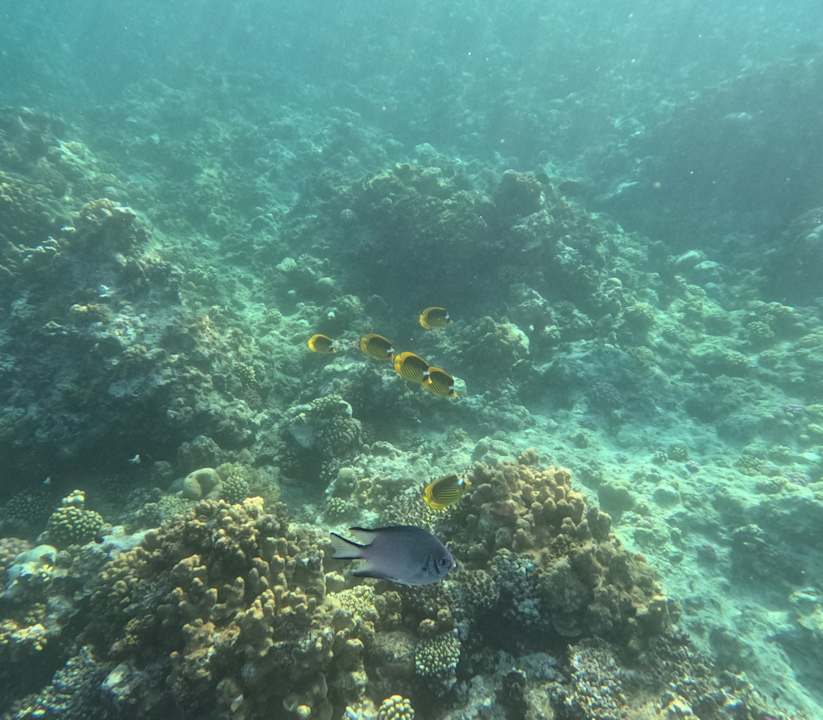 Sonstiges Three Corners Happy Life Beach Resort