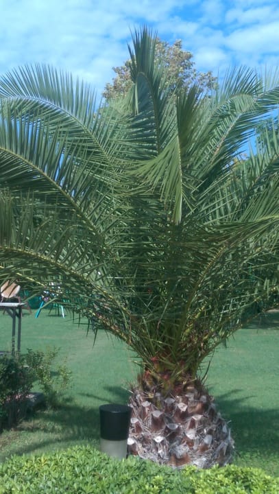 Ich liebe die Anlage Sunis Elita Beach Resort & Spa