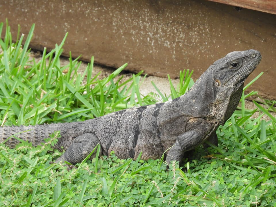 Gartenanlage Akumal Bay Beach & Wellness Resort