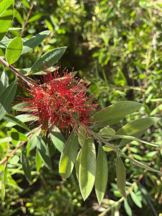 Gartenanlage Megasaray Club Belek