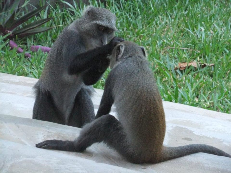 Körperpflege mal anders... Neptune Village Beach Resort & Spa