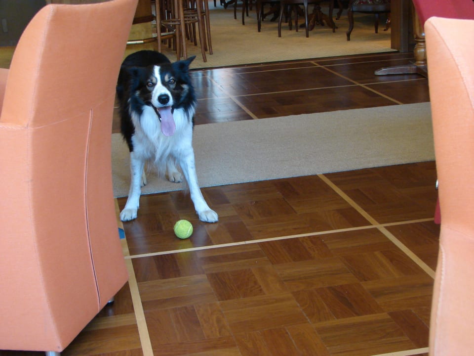 Tschingel, der aufgestellte Freund des Hotels Parkhotel Schoenegg