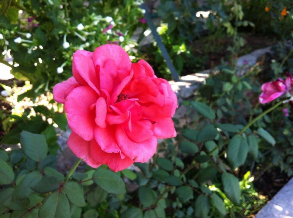Flower from garden Hotel Cappadocia