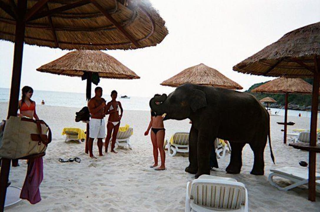 Hoteleigener Baby Elefant Le Meridien Phuket Beach Resort