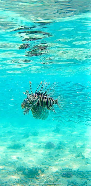 Strand Pickalbatros Palace Hotel-Port Ghalib