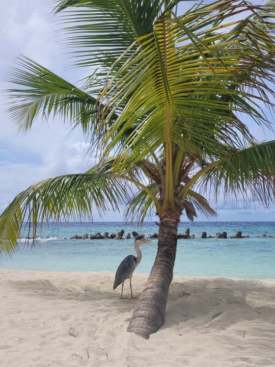 Strand Kuredu Island Resort & Spa