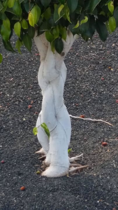 Sehr schönes Bäumchen Hotel Las Costas