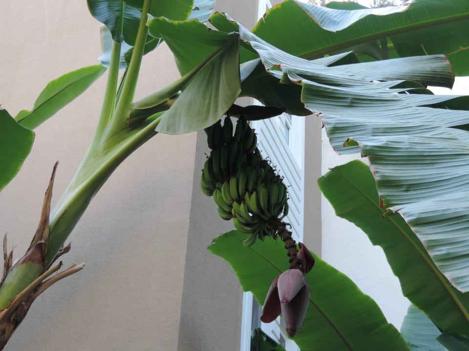 Bananenbaum Club Sidelya Hotel