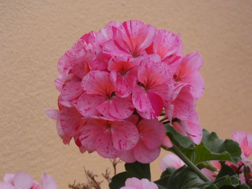 Gartenanlage H10 Playa Esmeralda - Adults only