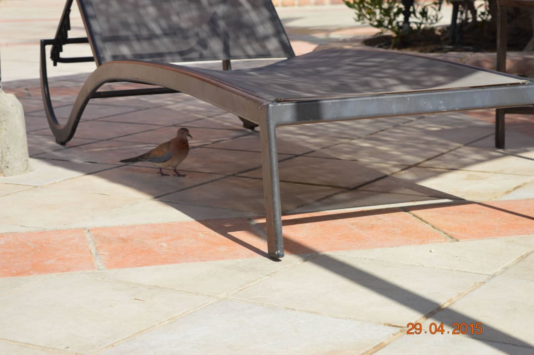 Местные птицы  Jaz Makadi Oasis Resort