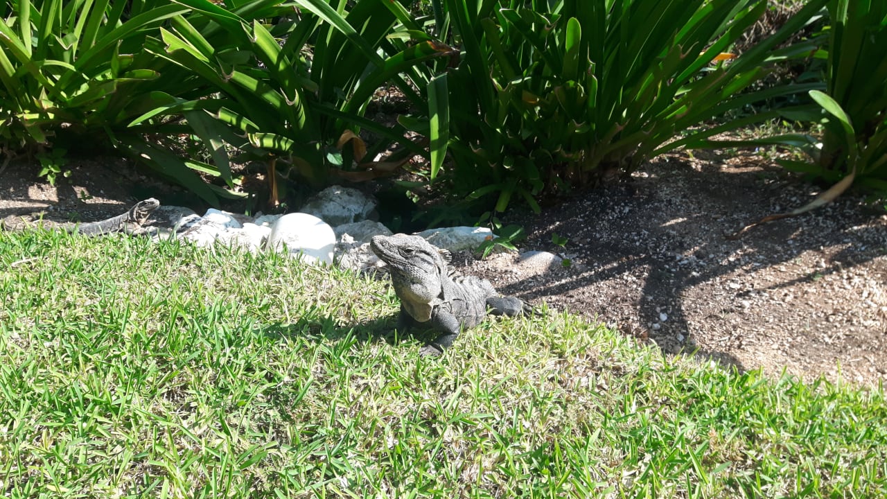 Gartenanlage Grand Palladium Kantenah Resort & Spa