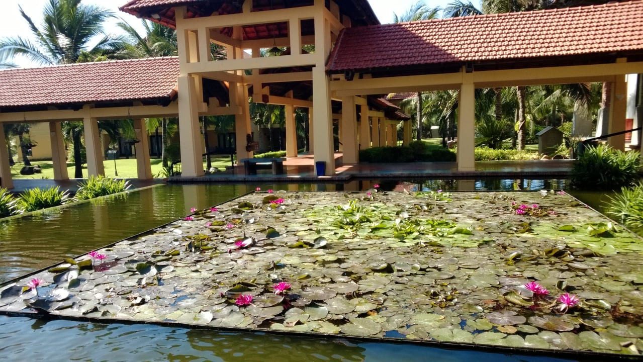 Serosen und Goldfische Pandanus Resort
