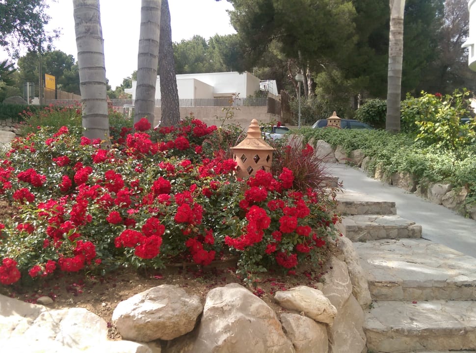 Gartenanlage Prinsotel La Pineda