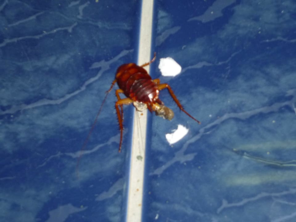 Utlučeno ručníkem v pět hodin ráno Pela Maria